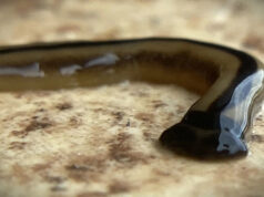 Autoridades emitem alerta após vários avistamentos do perigoso ‘verme-martelo’: ‘Não mate, não esmague, não corte em pedaços’ Yahoo news home