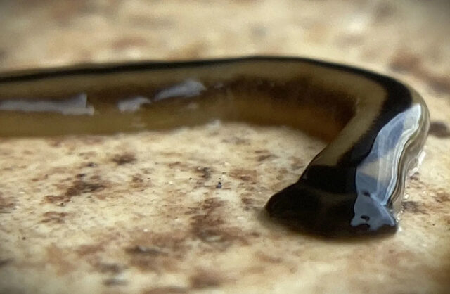 Autoridades emitem alerta após vários avistamentos do perigoso 'verme-martelo': 'Não Yahoo news home