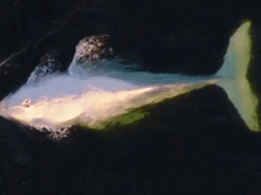 Baleia albina ‘extraordinariamente rara’ na costa leste desperta preocupação com aparência magra Uma rara baleia jubarte branca foi avistada desafiando os hábitos de migração na costa sul de NSW.