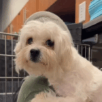 Britney, a cadela de resgate paralisada.