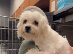 Cachorro abandonado em abrigo depois de ficar paralisado – então alguém se arriscou Britney, a cadela de resgate paralisada.