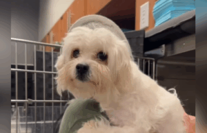 Cachorro abandonado em abrigo depois de ficar paralisado – então alguém se arriscou Britney, a cadela de resgate paralisada.