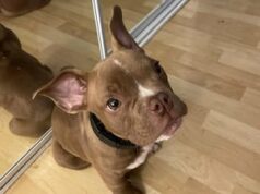 Cachorro de Seattle supostamente roubado por vizinho meses atrás é encontrado em Tacoma Yahoo news home