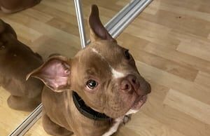 Cachorro de Seattle supostamente roubado por vizinho meses atrás é encontrado em Tacoma Yahoo news home