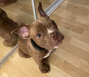 Cachorro de Seattle supostamente roubado por vizinho meses atrás é Yahoo news home