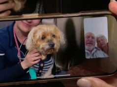 Cachorro desaparecido reaparece após sete semanas no sul da Austrália Einstein