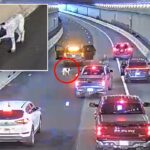 Cachorro perdido vagueia pelo movimentado túnel de Boston durante a hora do rush matinal antes de ser salvo pela polícia
