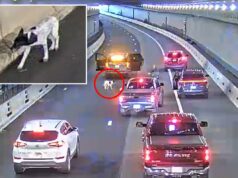 Cachorro perdido vagueia pelo movimentado túnel de Boston durante a hora do rush matinal antes de ser salvo pela polícia Cachorro perdido vagueia pelo movimentado túnel de Boston durante a hora do rush matinal antes de ser salvo pela polícia