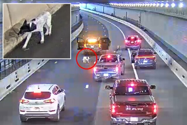 Cachorro perdido vagueia pelo movimentado túnel de Boston durante a Cachorro perdido vagueia pelo movimentado túnel de Boston durante a hora do rush matinal antes de ser salvo pela polícia