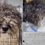 Um cão de abrigo se rendeu com um bilhete.