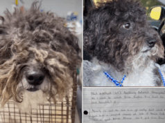 Cachorro se rendeu ao abrigo com nota, o que dizia socorristas ‘destruídos’ Um cão de abrigo se rendeu com um bilhete.