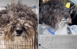 Cachorro se rendeu ao abrigo com nota, o que dizia socorristas ‘destruídos’ Um cão de abrigo se rendeu com um bilhete.