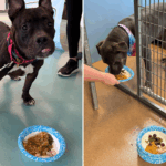 Cães de abrigo recebem presente especial de Ação de Graças, sua resposta é adorável