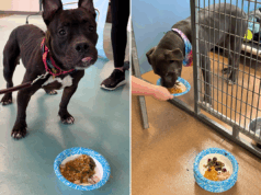 Cães de abrigo recebem presente especial de Ação de Graças, sua resposta é adorável Cães de abrigo recebem presente especial de Ação de Graças, sua resposta é adorável