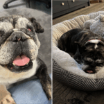 Chyna, a cadela de resgate.