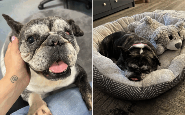 Cão de abrigo ignorado pelos visitantes após ataque que causou Chyna, a cadela de resgate.