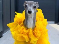 Cão famoso Tika the Iggy morreu aos 14 anos Relembrando Tika The Iggy