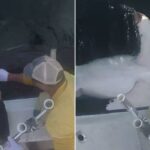 Centésimo tubarão branco marcado ressurge na costa da Carolina