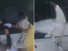 Centésimo tubarão branco marcado ressurge na costa da Carolina Centésimo tubarão branco marcado ressurge na costa da Carolina