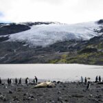 Cepa mortal da gripe aviária chega ao território australiano pela primeira vez