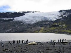Cepa mortal da gripe aviária chega ao território australiano pela primeira vez Cepa mortal da gripe aviária chega ao território australiano pela primeira vez