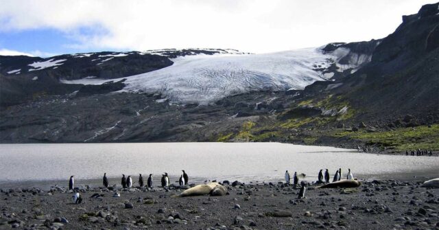 Cepa mortal da gripe aviária chega ao território australiano pela primeira vez
