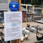 Cepa rara de gripe aviária detectada em residente do estado de Washington