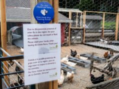 Cepa rara de gripe aviária detectada em residente do estado de Washington Cepa rara de gripe aviária detectada em residente do estado de Washington