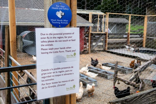 Cepa rara de gripe aviária detectada em residente do estado de Washington
