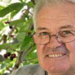 Cerejas maduras para o festival do Sudoeste que celebra esta fruta de Natal