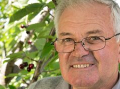 Cerejas maduras para o festival do Sudoeste que celebra esta fruta de Natal Cerejas maduras para o festival do Sudoeste que celebra esta fruta de Natal