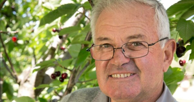 Cerejas maduras para o festival do Sudoeste que celebra esta fruta de Natal
