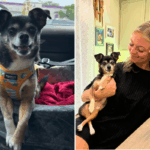 Chihuahua resgatado tem problemas de raiva “severos” no abrigo, então tudo muda