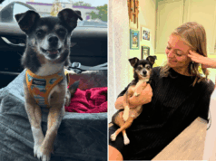 Chihuahua resgatado tem problemas de raiva “severos” no abrigo, então tudo muda Chihuahua resgatado tem problemas de raiva “severos” no abrigo, então tudo muda