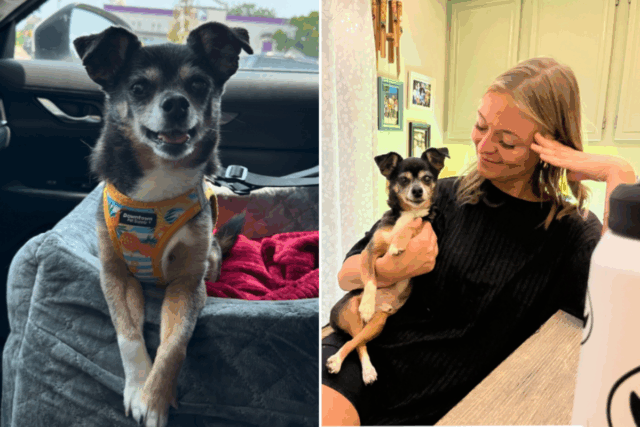 Chihuahua resgatado tem problemas de raiva “severos” no abrigo, então Chihuahua resgatado tem problemas de raiva “severos” no abrigo, então tudo muda