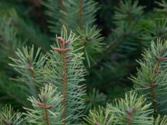 Cidade de York comemora chegada da árvore de Natal comunitária Yahoo news home