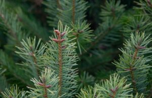 Cidade de York comemora chegada da árvore de Natal comunitária Yahoo news home