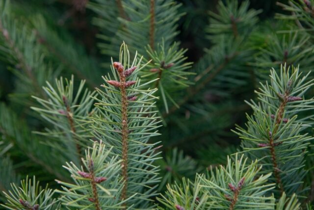 Cidade de York comemora chegada da árvore de Natal comunitária Yahoo news home