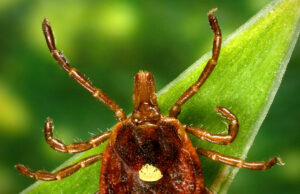 Cientistas documentam morte por alergia à carne ligada a certos carrapatos Cientistas documentam morte por alergia à carne ligada a certos carrapatos