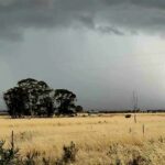 Cinturão de trigo atingido pelo granizo enquanto os produtores saem para avaliar os danos