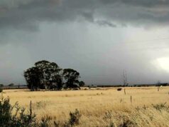 Cinturão de trigo atingido pelo granizo enquanto os produtores saem para avaliar os danos Cinturão de trigo atingido pelo granizo enquanto os produtores saem para avaliar os danos