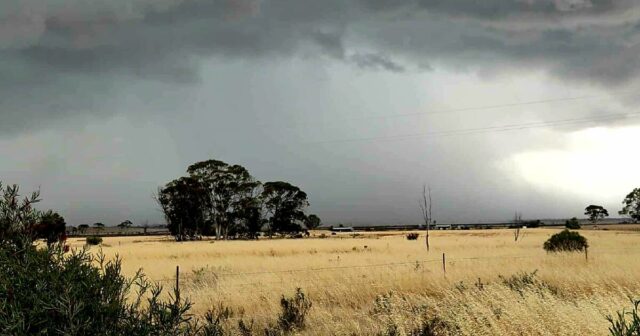 Cinturão de trigo atingido pelo granizo enquanto os produtores saem para avaliar os danos
