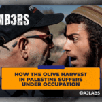 Como a colheita da azeitona na Palestina sofre sob ocupação