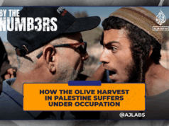 Como a colheita da azeitona na Palestina sofre sob ocupação Como a colheita da azeitona na Palestina sofre sob ocupação