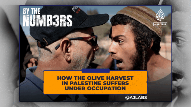 Como a colheita da azeitona na Palestina sofre sob ocupação
