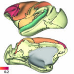 Estudo mapeia o desenvolvimento do cérebro do macaco durante a adolescência