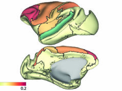 Conexões da substância branca podem impulsionar ganhos cognitivos em adolescentes, sugere estudo Estudo mapeia o desenvolvimento do cérebro do macaco durante a adolescência