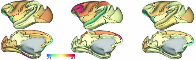Estudo mapeia o desenvolvimento do cérebro do macaco durante a adolescência