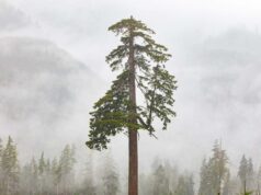 Consolidação começa a atingir mercado de crédito de carbono "Big Lonely Doug" a Coast Douglas-fir stands on its own.