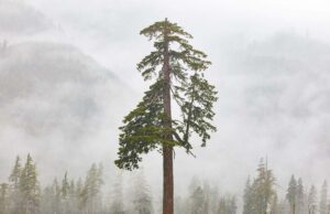 Consolidação começa a atingir mercado de crédito de carbono "Big Lonely Doug" a Coast Douglas-fir stands on its own.